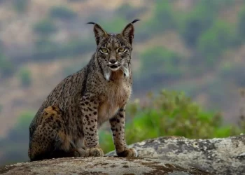 Lince ibérico