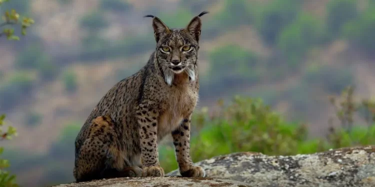 Lince ibérico