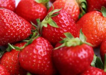 Las fresas gratis llegan a León