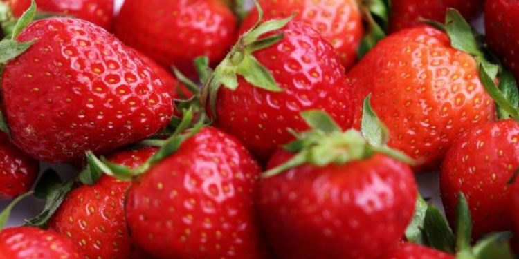 Las fresas gratis llegan a León