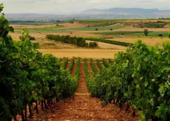 Vinos de Castilla y León